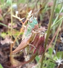 Chorthippus apicalis