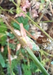 Chorthippus apicalis