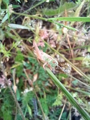 Chorthippus apicalis