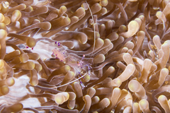 Ancylomenes sarasvati