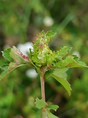 Dasineura crataegi