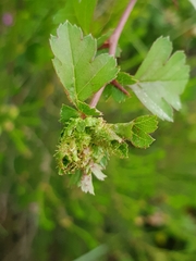 Dasineura crataegi