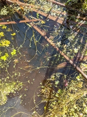 Emydoidea blandingii