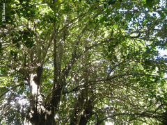 Archidasyphyllum diacanthoides