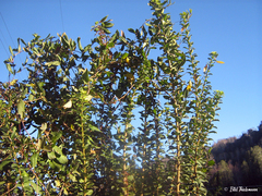 Archidasyphyllum diacanthoides