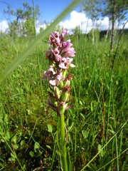 Dactylorhiza incarnata incarnata