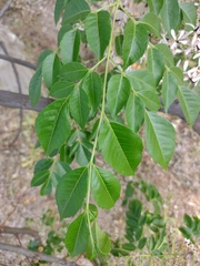 Melia azedarach