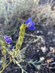 Phacelia viscida