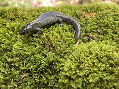 Ambystoma barbouri