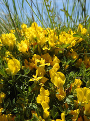 Chamaecytisus austriacus