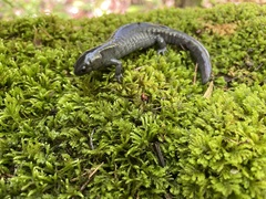 Ambystoma barbouri