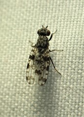 Pseudotephritis corticalis