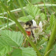 Bombus melanopygus