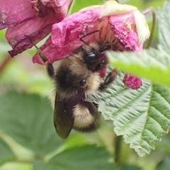 Bombus