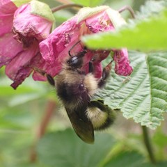 Bombus