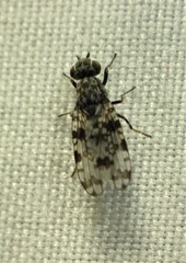 Pseudotephritis corticalis