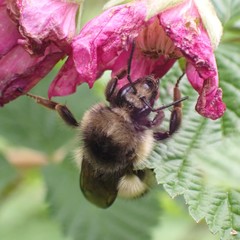 Bombus
