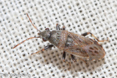 Heterogaster artemisiae