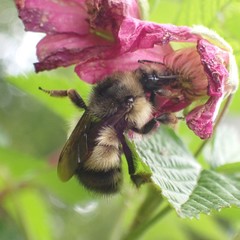 Bombus
