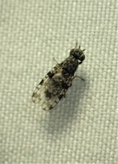 Pseudotephritis corticalis