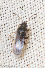 Metopoplax