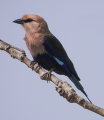 Coracias cyanogaster
