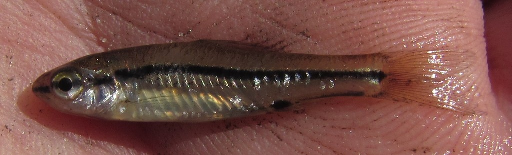 Thamalakane Barb