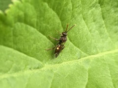 Nomada marshamella