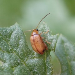 Longitarsus jacobaeae