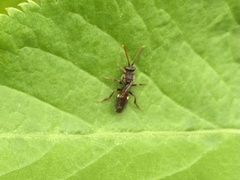 Nomada marshamella