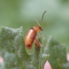 Longitarsus jacobaeae