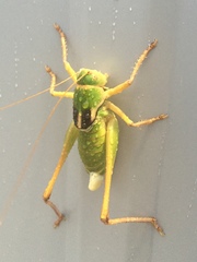 Pediodectes haldemanii