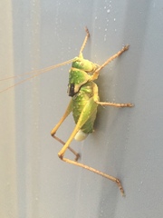 Pediodectes haldemanii