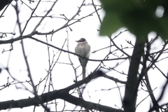 Pericrocotus cantonensis