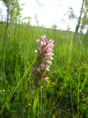 Dactylorhiza incarnata incarnata
