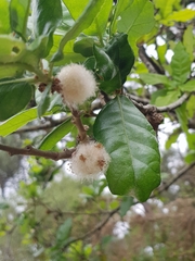 Andricus quercusramuli