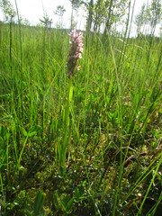 Dactylorhiza incarnata incarnata