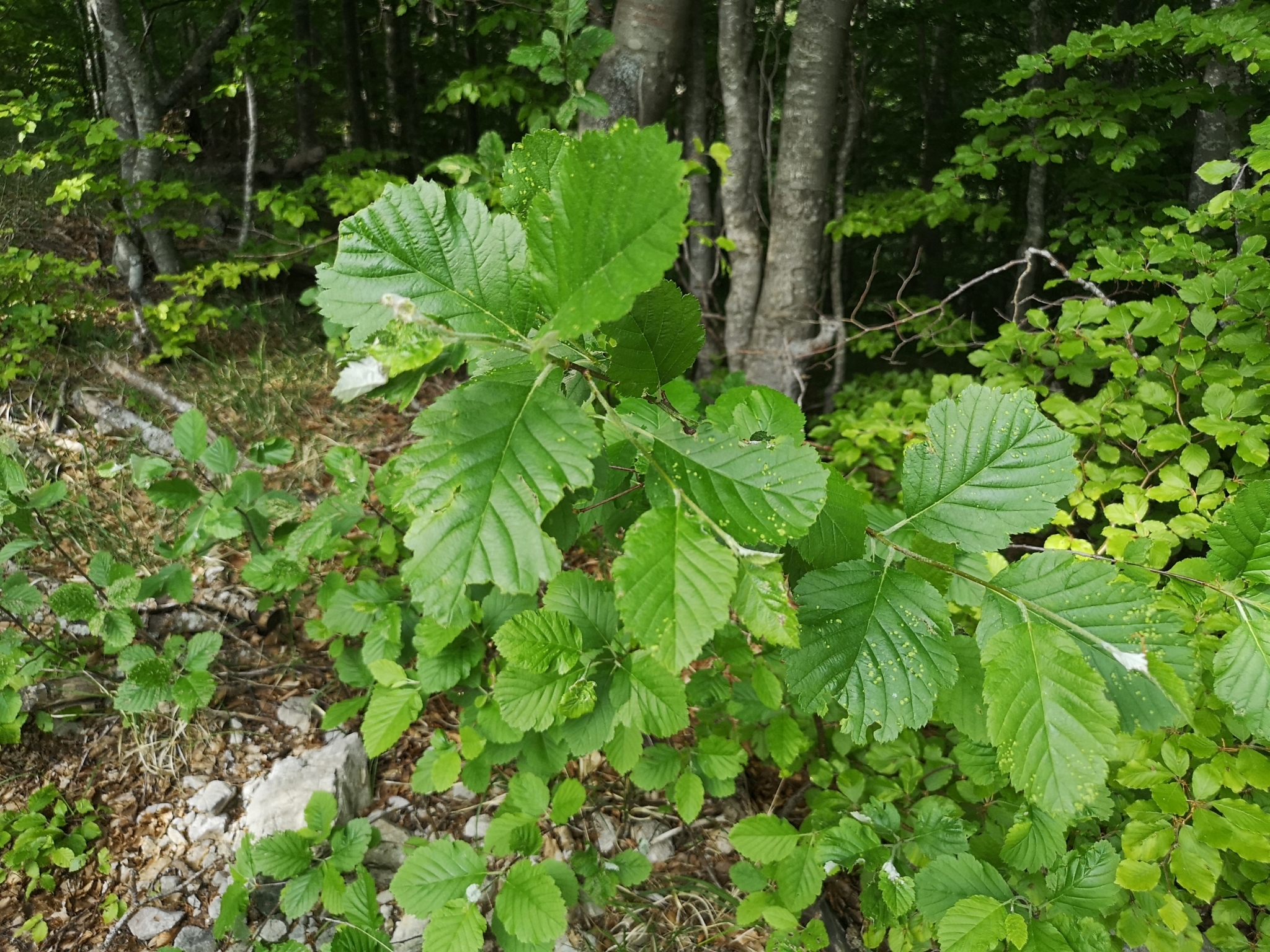 Austrian Whitebeam (Hedlundia austriaca)