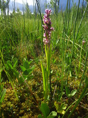 Dactylorhiza incarnata incarnata