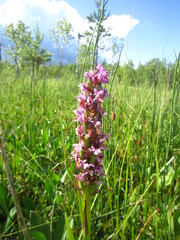 Dactylorhiza incarnata incarnata