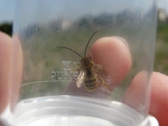 Eucera