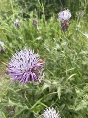 Carthamus caeruleus