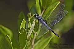 Celithemis verna