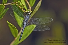 Celithemis verna