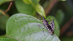 Sphedanolestes impressicollis