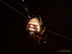 Araneus ejusmodi