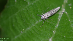 Yponomeuta kanaiellus