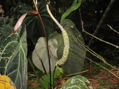 Anthurium crystallinum