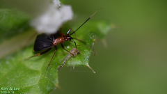 Deraeocoris ater