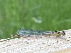 Enallagma cyathigerum